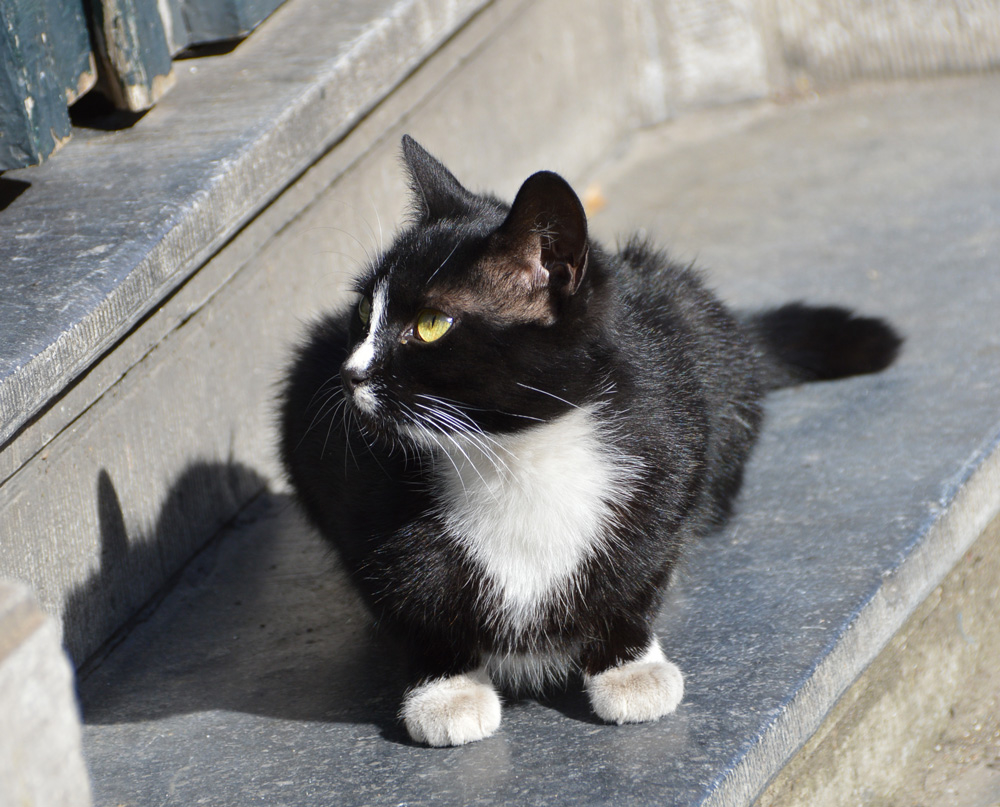 sterilisatie van zwerfkatten