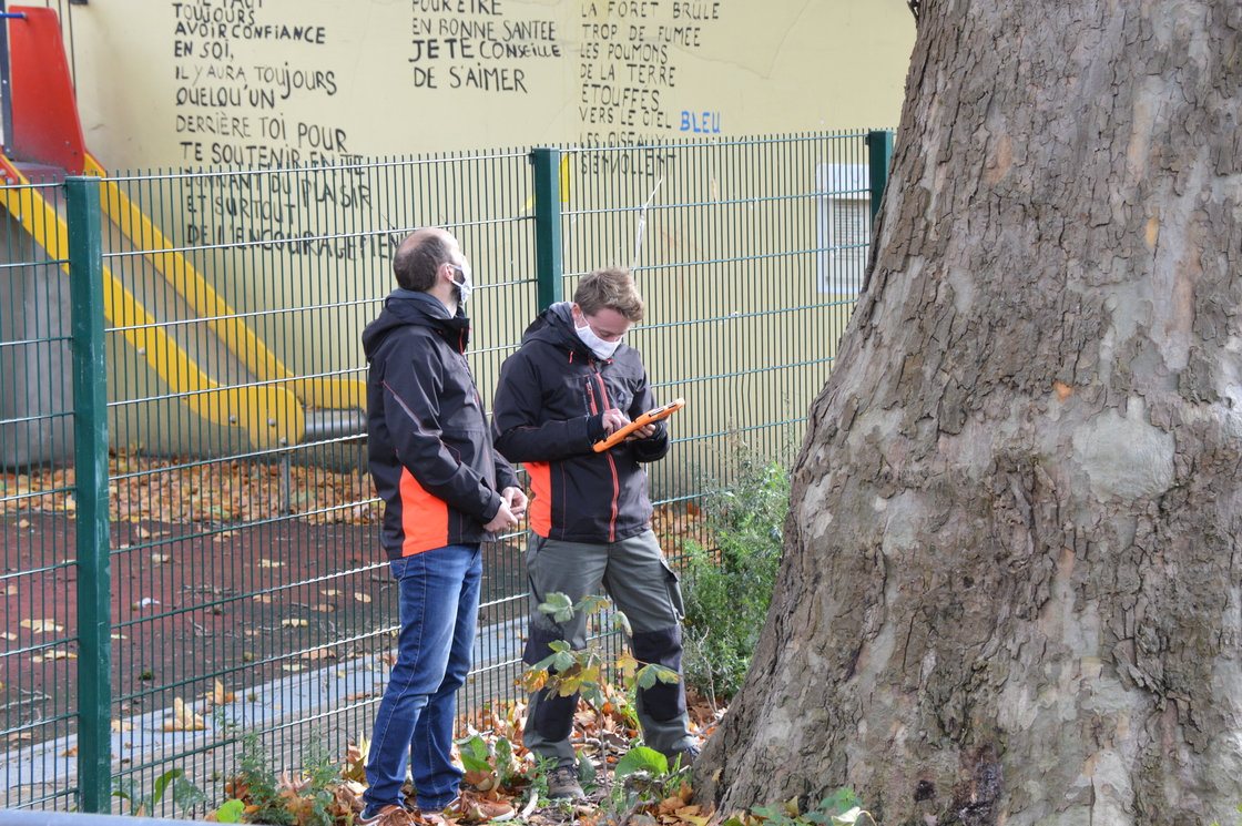 Inventarisatie van bomen in Sint-Joost