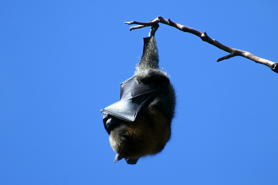 Chauve-souris