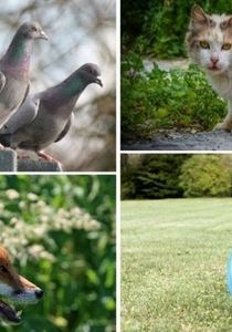 dieren in de stad