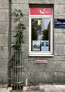 Clématites sur la façade des bibliothèques communales