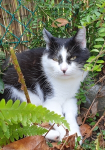 Chat