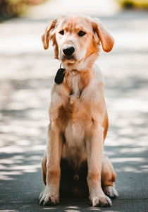 Hond (photo (c) Drew Hays - unsplash)