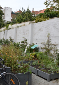 collectieve moestuin