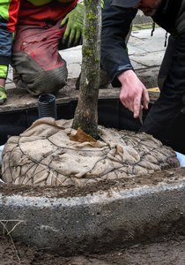 Aanplanting van 30 nieuwe bomen