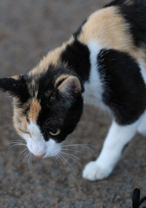 zwerfkatten