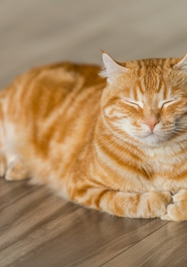 Chat