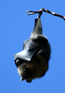 Chauve-souris