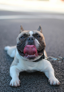 hond