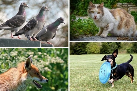 dieren in de stad