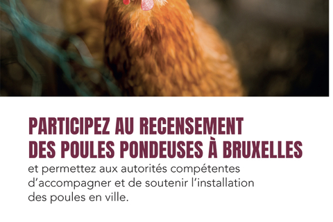 Affiche recensement poules pondeuses