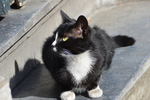 sterilisatie van zwerfkatten