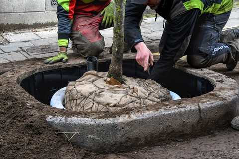 Aanplanting van 30 nieuwe bomen