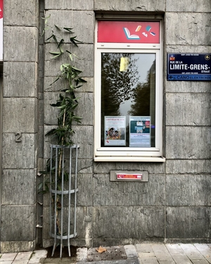 Clématites sur la façade des bibliothèques communales