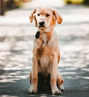 Hond (photo (c) Drew Hays - unsplash)